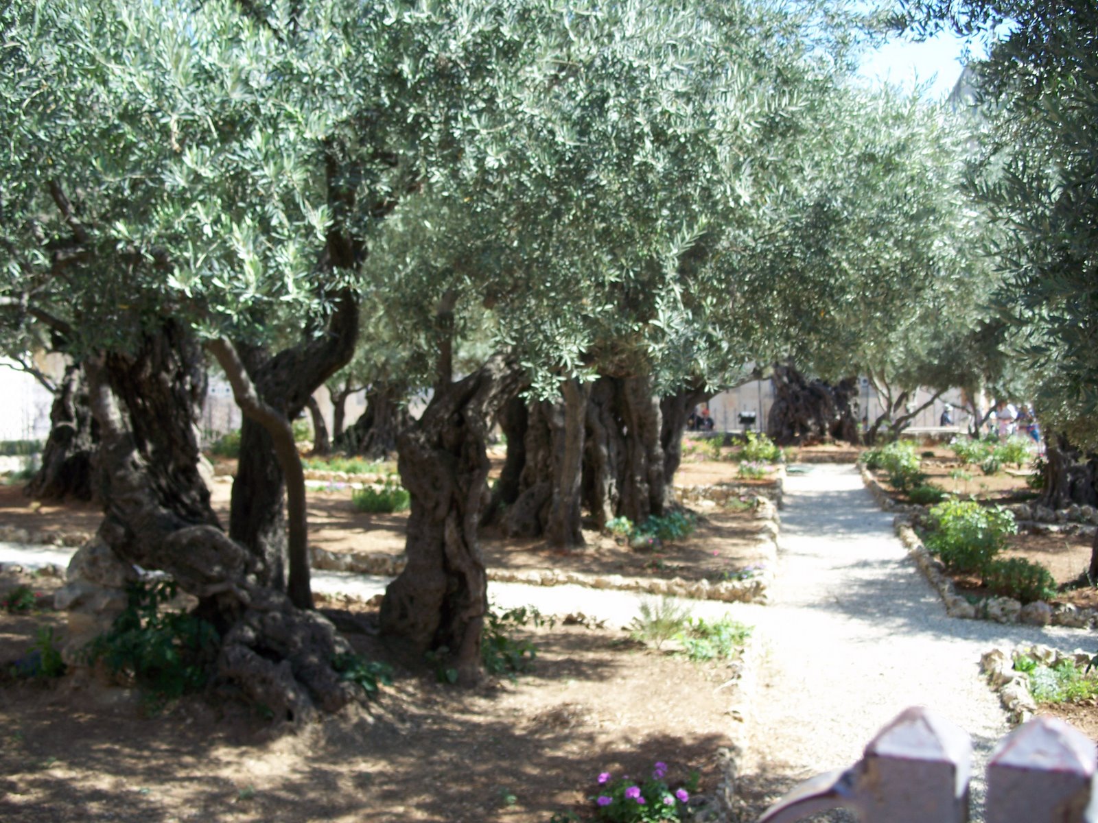 Garden Of Gethsemane Monday Morning Review